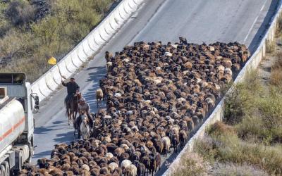 A herd of sheep on tarmacked road