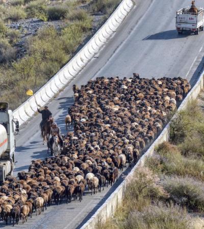 A herd of sheep on tarmacked road